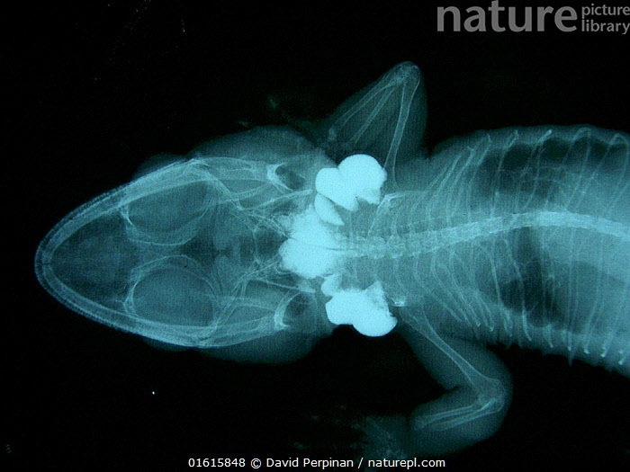 Stock photo of Radiography of the anterior section of a captive Leaf ...