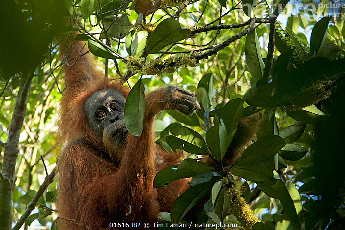 Stock Photo Of Tapanuli Orangutan Pongo Tapanuliensis Inda Adult Female Batang Toru