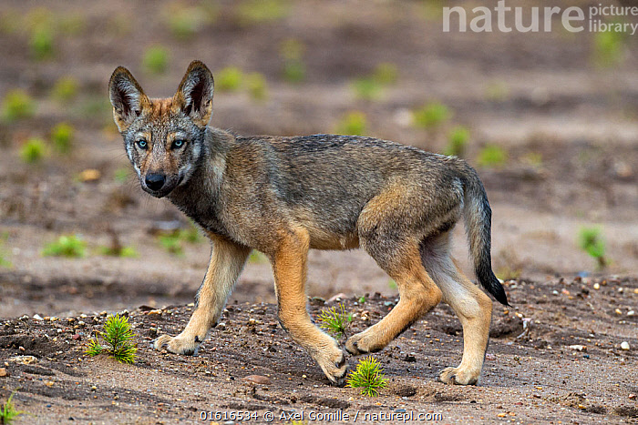 Stock photo of Wolf (Canis lupus), cub, Saxony-Anhalt, Germany, July ...