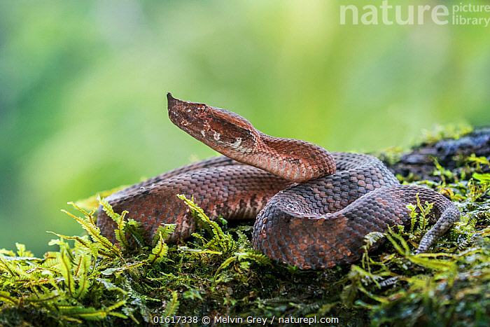 Stock photo of Hog-nosed pit viper (Porthidium nasutum) Atlantic Lowland  Rainforest…. Available for sale on