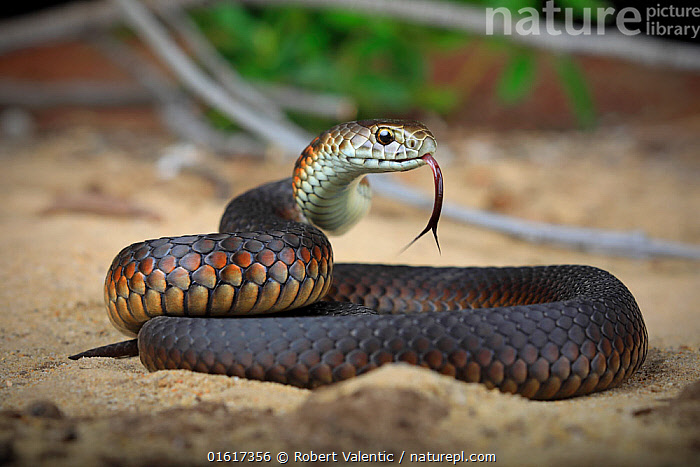 Stock photo of Lowland Copperhead (Austrelaps superbus) juvenile from ...