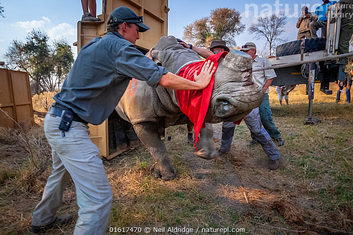 Stock photo of A team of vets and conservationists guide a blindfolded ...