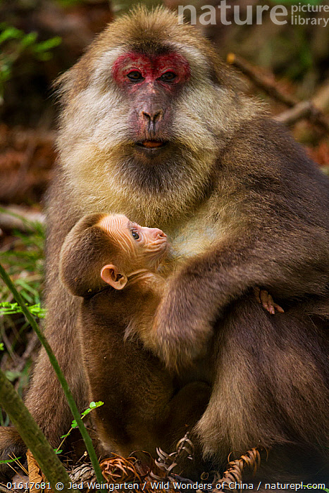 Stock photo of Tibetan macaque (Macaca thibetana) carrying young baby