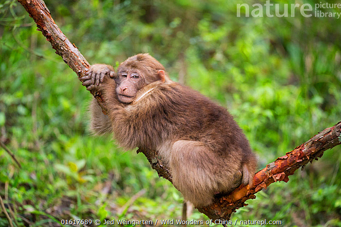 Stock photo of Tibetan macaque (Macaca thibetana) juvenile resting