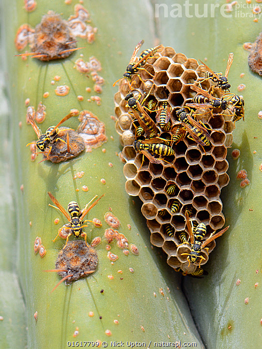 stock-photo-of-european-paper-wasp-polistes-dominula-colony-at-their