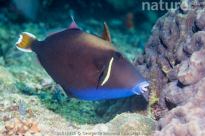 Stock photo of Flagtail triggerfish (Sufflamen chrysopterum). West ...