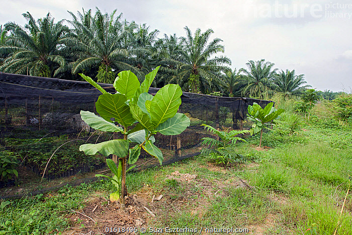 Stock photo of Bira-bira tree (Terminalia sp.) growing at rainforest  replanting site…. Available for sale on