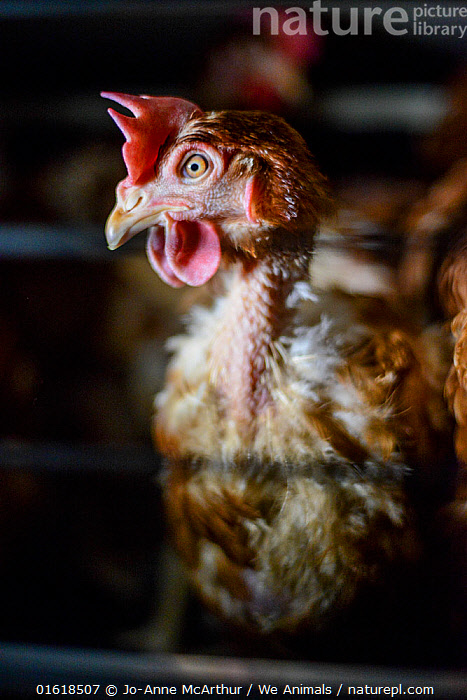 Stock photo of Domestic chicken hen, with feather loss in battery farm ...