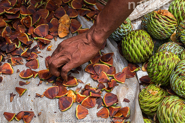Stock photo of Batak collecting seeds from almaciga tree (Agathis ...
