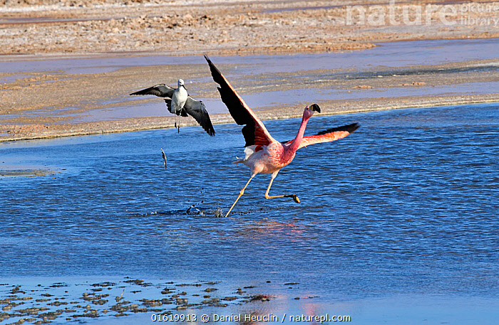 Stock photo of Andean flamingo (Phoenicoparrus andinus) and Andean ...