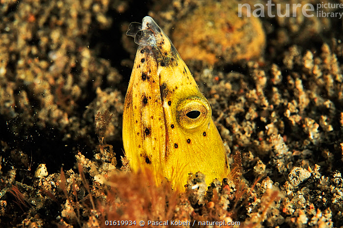 Stock photo of Black finned snake eel (Ophichthus melanochir) buried in ...