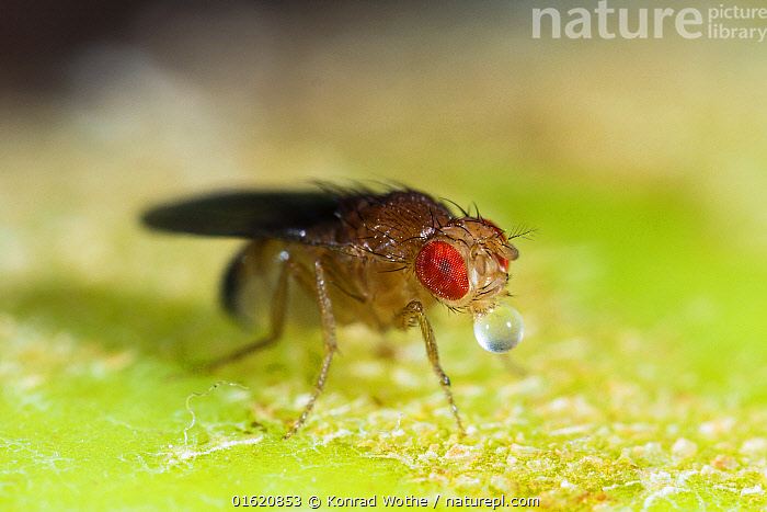 Fruit Fly Drosophila Melanogaster