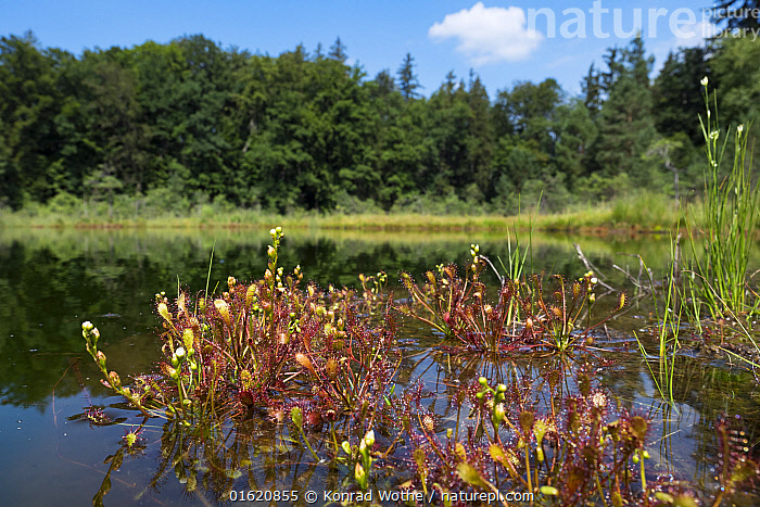 Stock photo of Sundew (Drosera intermedia) in wetland habitat, Bavaria ...