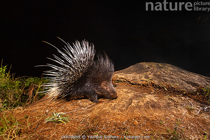 Syahi Animal Stock photo of Indian crested porcupine (Hystrix indica) Western Ghats ...