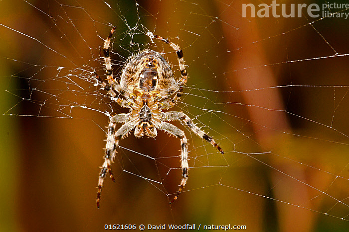 Stock photo of Close up of the underside of a Garden spider (Araneus ...
