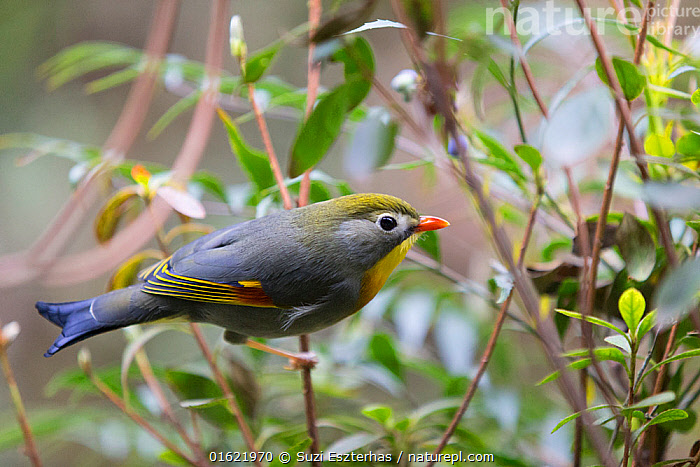 Stock photo of Red-billed leiothrix (Leiothrix lutea) Chengdu Research ...