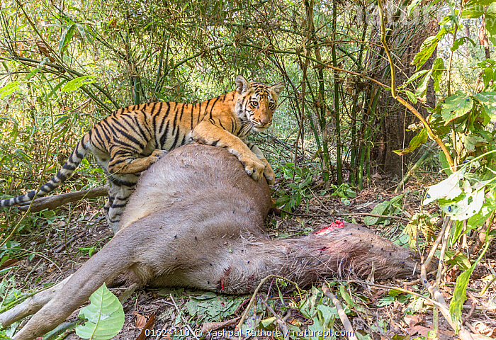 Tigerlily – Bengal Tiger — Barry R Kirshner Wildlife Sanctuary