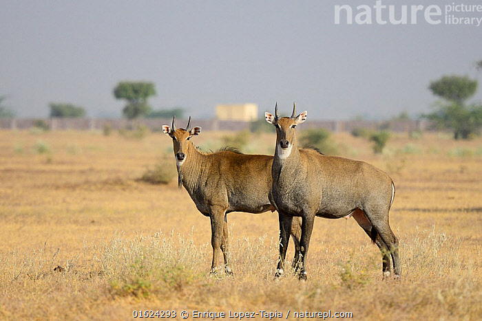 nilgai antelope