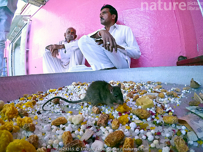 Stock Photo Of Sacred Black Rats Rattus Rattus Feeding At Karni Mata