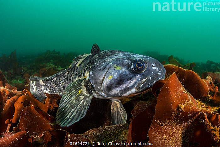 Antarctic Cod