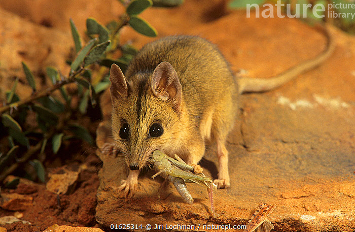 Musulmon erotik porno