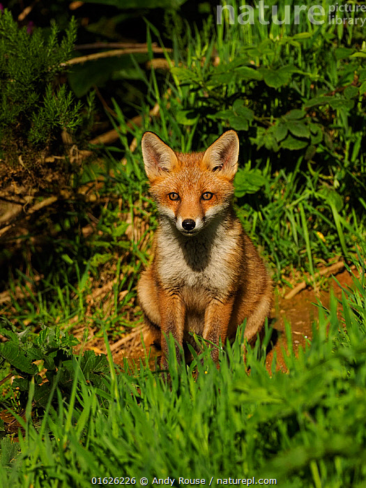 Stock photo of RF - European red fox (Vulpes vulpes) cub sitting on ...