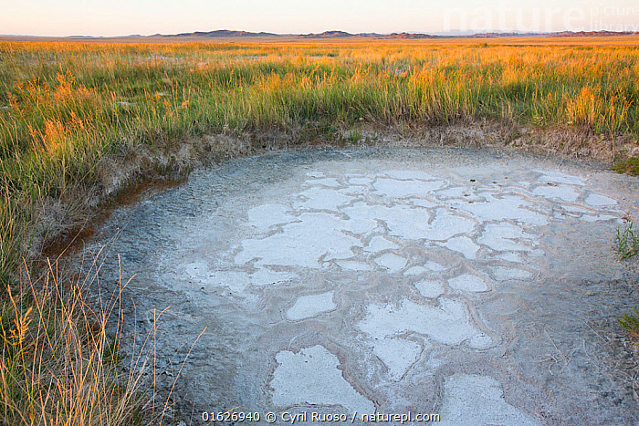 Stock Photo Of Salt Deposits In Mudpot. Great Gobi B Strictly Protected ...