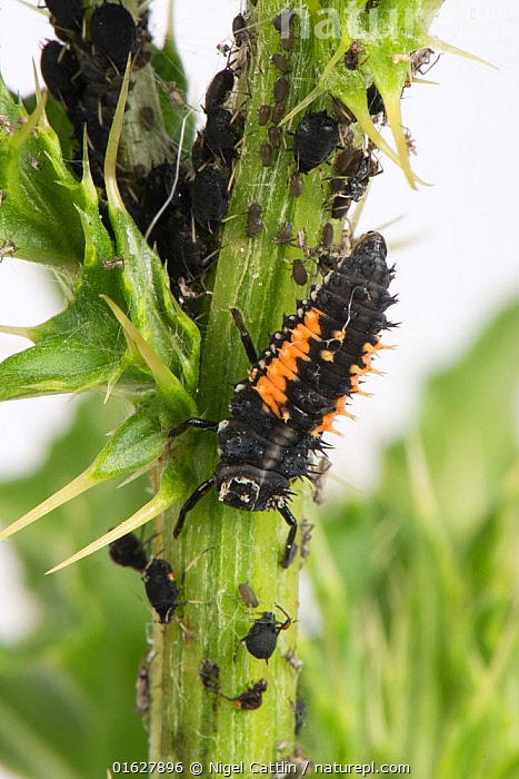 Stock photo of Harlequin / Asian ladybird (Harmonia axyridis) larva ...