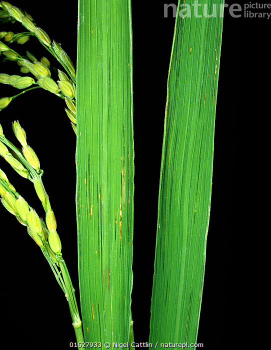 Stock photo of Bacterial leaf streak (Xanthomonas oryzae pv. oryzicola ...