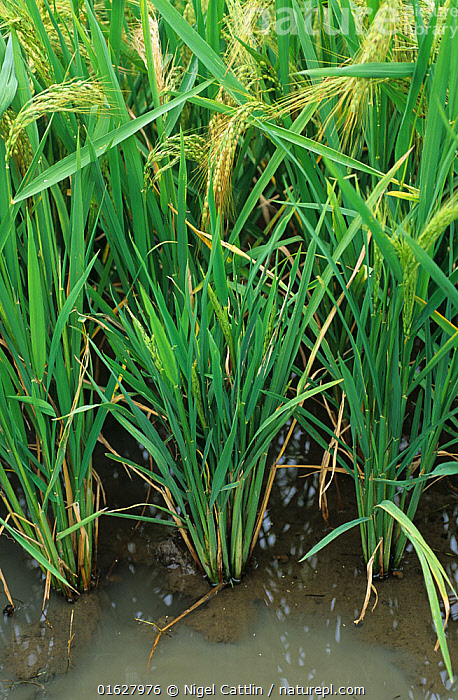 Stock photo of Ragged stunt virus (RSV) severely infected paddy Rice ...