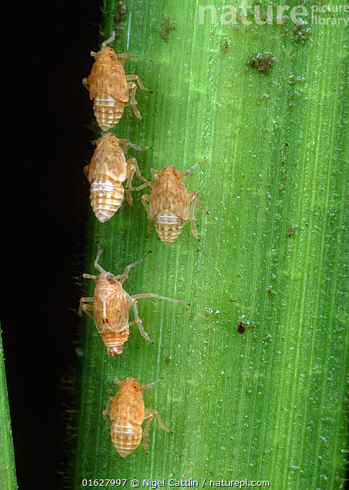 Stock photo of Brown rice planthopper (Nilaparvata lugens) pest and