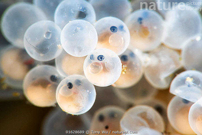 Stock Photo Of Smooth Lumpsucker Aptocyclus Ventricosus Embryos 