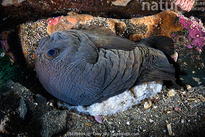 Stock Photo Of Smooth Lumpsucker Aptocyclus Ventricosus Male Watching 