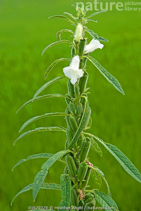 Stock photo of Sesame (Sesamum indicum) flowers and green unripe
