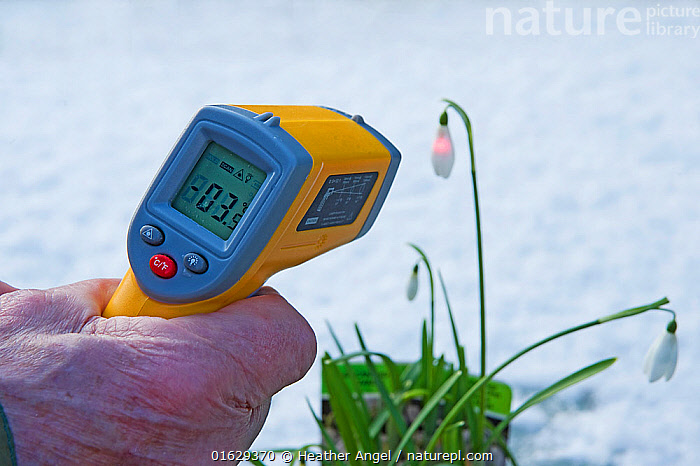 Thermometer between garden plants, Stock image