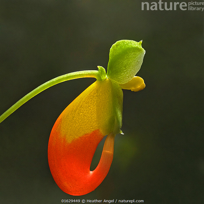 Interesting Info About Impatiens Niamniamensis Congo Cockatoo