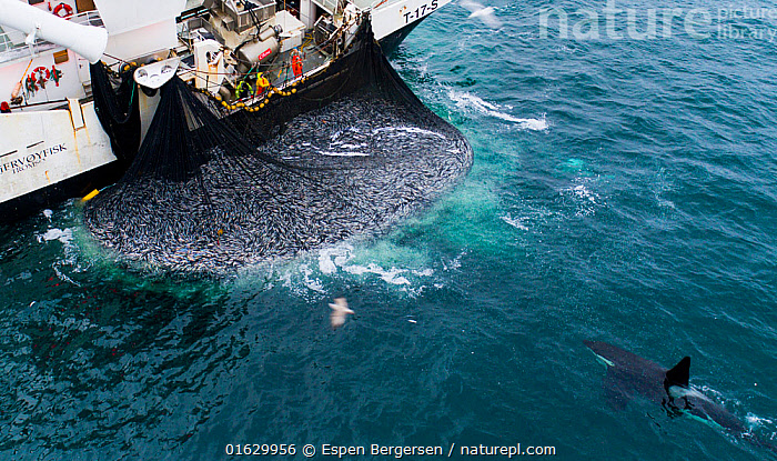 Stock photo of Herring boat with net full of Herring (Clupea harengus).  Killer whales …. Available for sale on