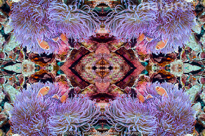 ♡ ☆こはく☆ 様 ♡ forestwave＋anemone Stock photo of Kaleidoscopic image of Pink anemonefish or