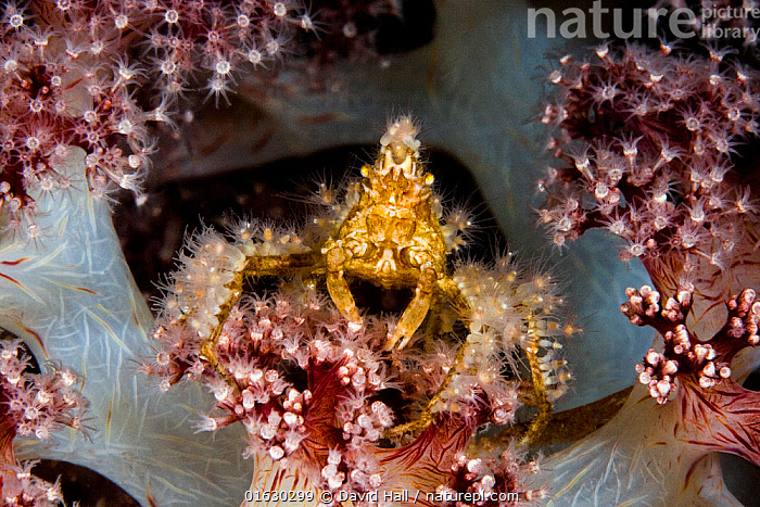 Stock photo of Decorator crab (Majidae) covered with hydroid polyps ...