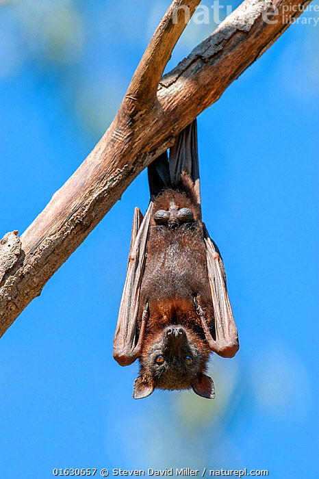 Stock photo of Little red flying fox (Pteropus scapulatus) male ...