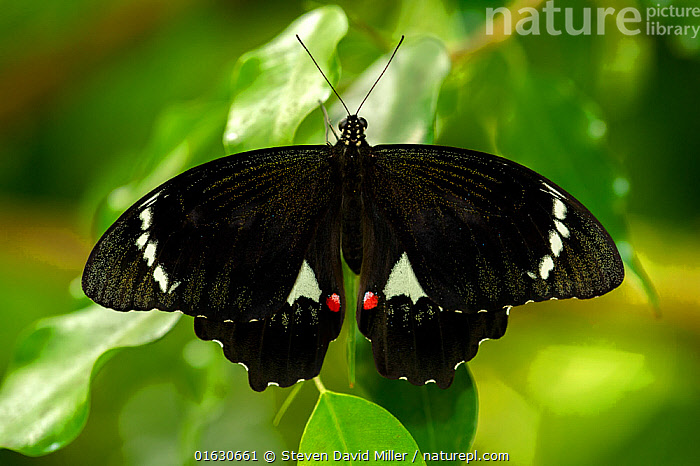 Stock Photo Of Orchard Swallowtail Butterfly Papilio Aegeus Male On