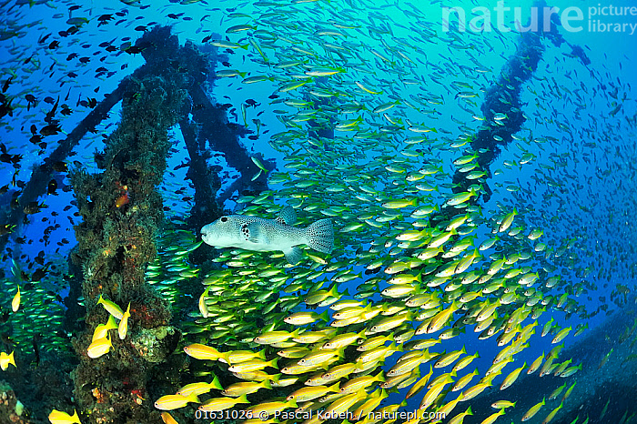 Stock photo of Giant pufferfish (Arothron stellatus) and Bigeye snapper ...
