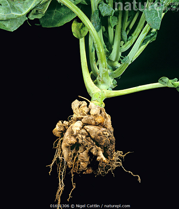 Stock photo of Clubroot (Plasmodiophora brassicae) diseased and ...