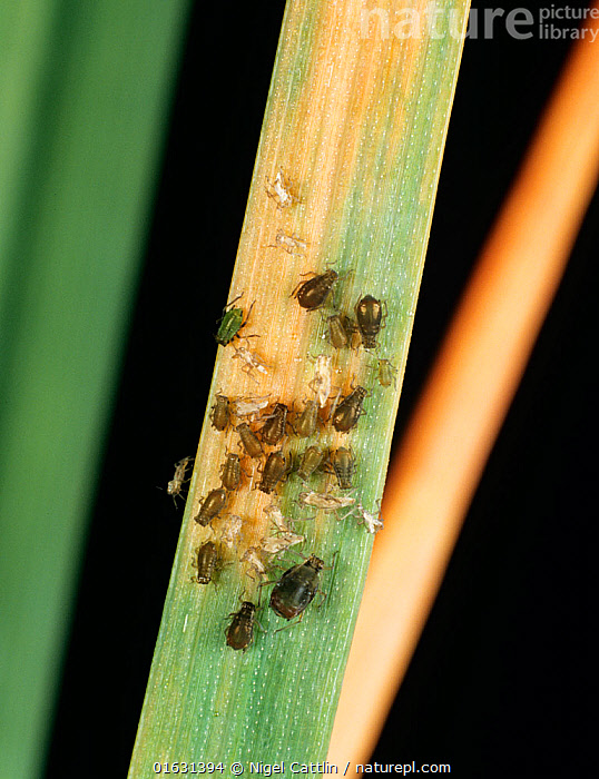 Stock photo of Bird cherry-oat aphid (Rhopalosiphum padi) infestation ...
