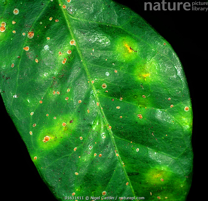 Stock photo of Californian red scale insect (Aonidiella aurantii ...