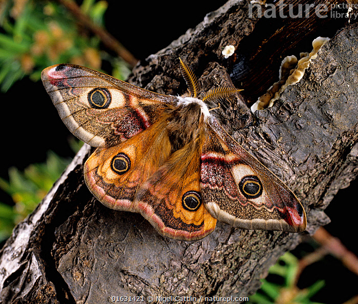 Stock photo of Emperor moth (Saturnia pavonia) male, wings open showing ...