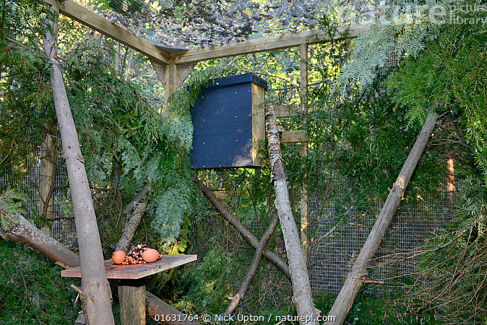 Den Box Stock photo of Den box and feeding table in a temporary soft release ...
