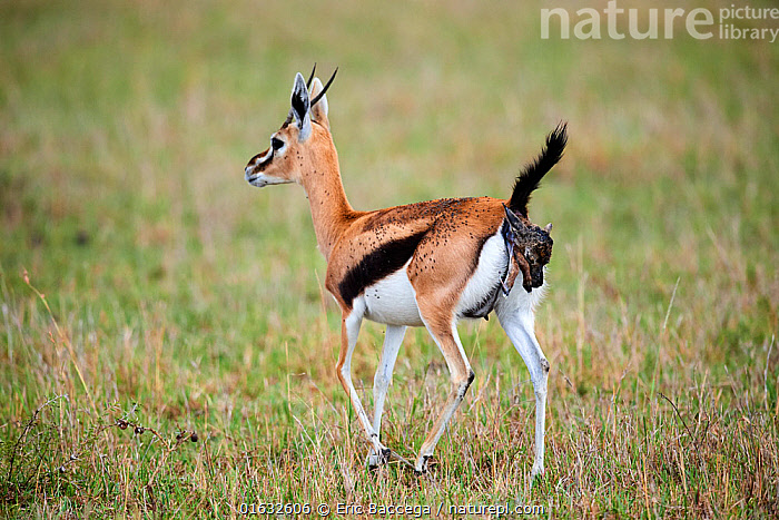 Gazelle og kinderen clearance gouden