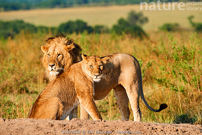 Stock photo of African lion (Panthera leo) and lioness after mating ...