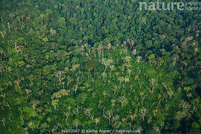 Drc Countryside Stock photo of Aerial view of rainforest habitat, Democratic Republic ...